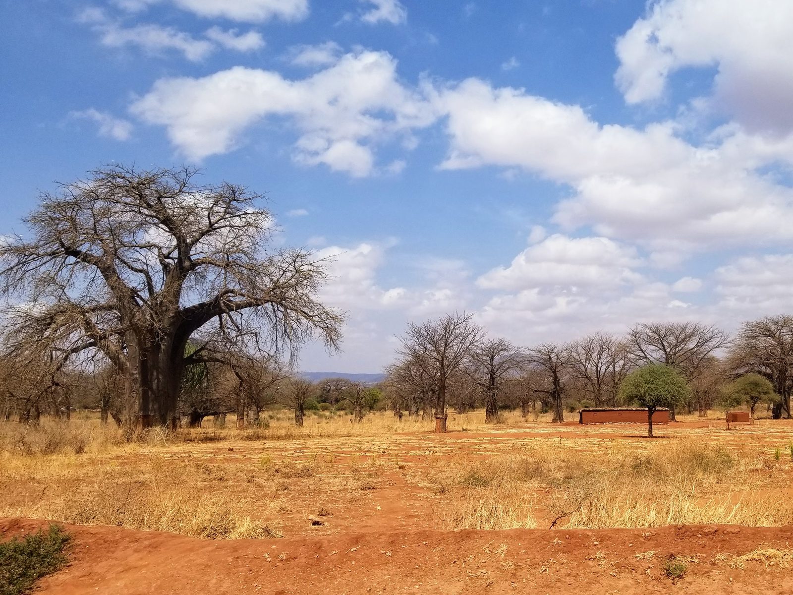 Baobab trees and red earth under a blue sky in the dry season, central Tanzania